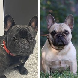French Bulldog puppies from DyHar Bullies