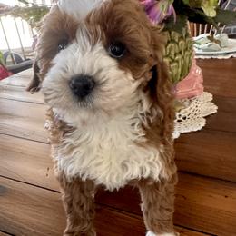 Daisy Mae - Red  female Goldendoodle puppy in Gilbert, Arizona from Azbernedoodlepuppies
