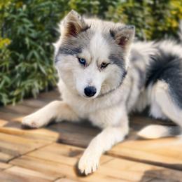 Wonder - Pomsky