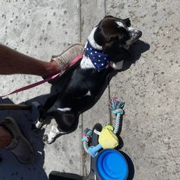 Basset Hound Puppies from Howlin Hounds