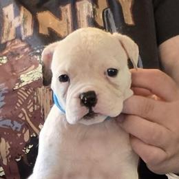 Kit Kat - White female American Bulldog puppy in Three Rivers, Michigan from Jemms Kennels