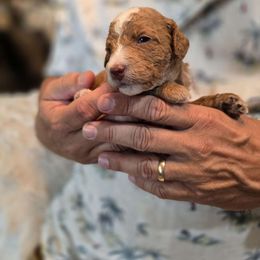 Willow - Red female Bernedoodle puppy in Blanco, Texas from Texas Hill Country Sheepadoodles & Bernedoodles