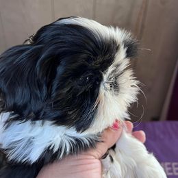 Chinese Crested and Shih Tzu Puppies from OH SO