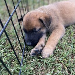 xDutch Shepherd Puppies from Crystal Coast K9 MHC