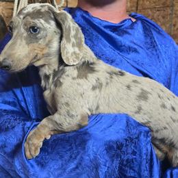 Chance - Dachshund