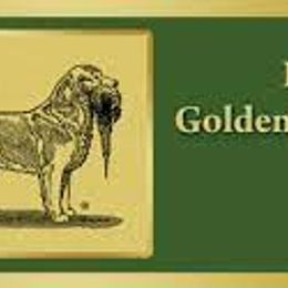 Golden Retriever Puppies from Mountain Sky Goldens