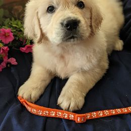 Golden Retriever Puppies from Carolyn Maddux's Golden Retrievers