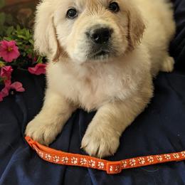Golden Retriever Puppies from Carolyn Maddux's Golden Retrievers