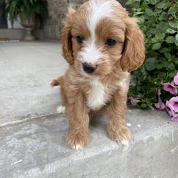 Cavalier King Charles Spaniel, Cavapoo, and Goldendoodle Puppies from Simply Sweet Paws. LLC