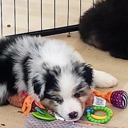 Boy 4 - Blue merle Australian Shepherd puppy in Maryland from Lake Shore Australian Shepherds