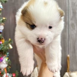 Pomeranian, Pomsky, and Toy Australian Shepherd Puppies from Blessed Little Paws