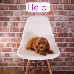 Heidi - Red  female Goldendoodle puppy in Calhoun, Georgia from Happy Top Doodles