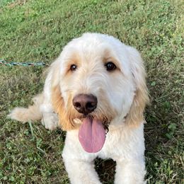 Goldendoodles from Linganore Creek Doodles