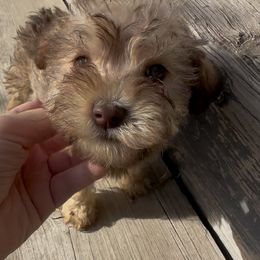 Amelie - Wheaten female Miniature Schnauzer puppy in West Point, Nebraska from Canyon Rose Schnauzers