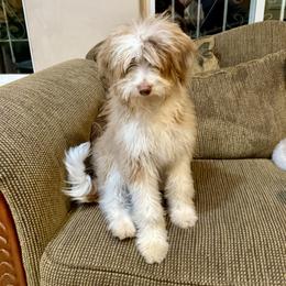Green - Red merle male Aussiedoodle puppy in Grants Pass, Oregon from Woodwind Miniatures