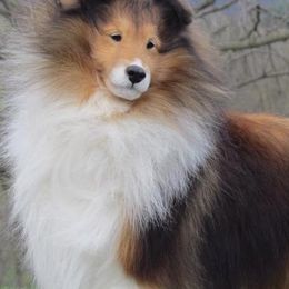 Shetland Sheepdogs from Leigh Hi Shelties