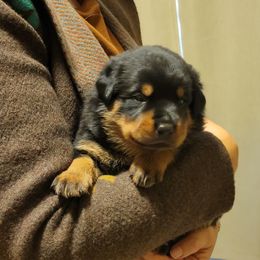 Girl 4 - Black and mahogany female Rottweiler puppy in Snohomish, Washington from Sky Valley Rottweilers