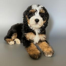 Waffles - Bernedoodle