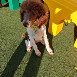 Poodle Puppies from Reeves Family Standard Poodles