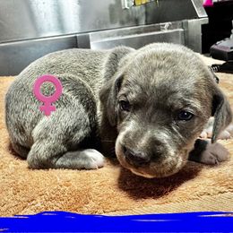 Blue Collar (Blue) - Blue female Mountain Cur puppy in Georgetown, Ohio from Walnut Ridge Mountain Curs