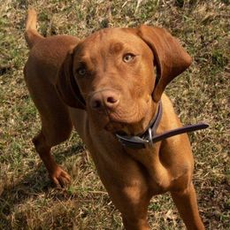 Vizsla All Grown Up from Mira Vizslas