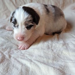 Girl 1 - Blue merle Australian Shepherd puppy in Sanger, California from A&M Australian Shepherds