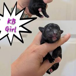 KB Girl 1 - Black and tan female Yorkshire Terrier puppy in Owenton, Kentucky from Robertson's Dream Ranch Aussies & Yorkies