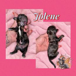 Jolene - Cream female Dachshund puppy in Hockley, Texas from Shans Down Home Doxies