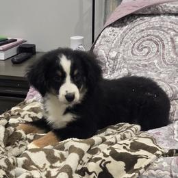 Bruno - Black tri male Miniature American Shepherd puppy in Delta, Ohio from Sunrise Miniature American Shepherds