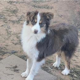 Ruby - Miniature American Shepherd