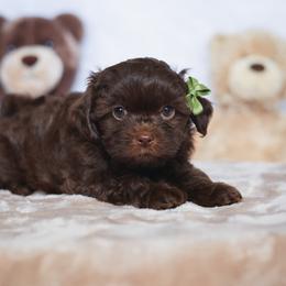 Briar - Liver female Shihpoo puppy in Nickelsville, Virginia from The Teddybear Shihpoo