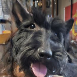 Brodie - Scottish Terrier