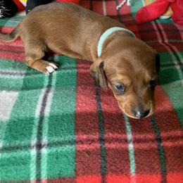 Dachshund Puppies from Cajun Low Riderz