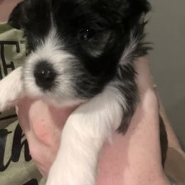 Havanese Puppies from Honey-Bee Home Havanese