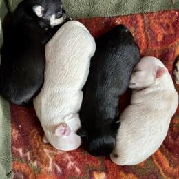 Chihuahua Puppies from Wild Mountain Chihuahuas
