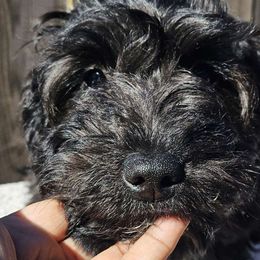 Scorpio - Black and white Aussiedoodle puppy in Stockton, California from Family Doodles