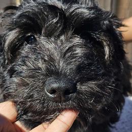 Scorpio - Black and white Aussiedoodle puppy in Stockton, California from Family Doodles
