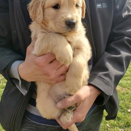 Golden Retriever Puppies from Emma's Golden Puppers