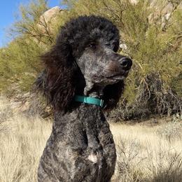 Nefi - Poodle