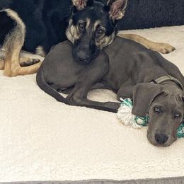 Great Dane Puppies from A Spot Of Blue Great Danes