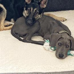 Great Dane Puppies from A Spot Of Blue Great Danes