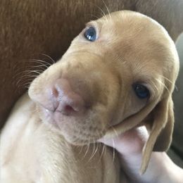 Vizsla Puppies from Maplewood Vizslas