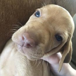 Vizsla Puppies from Maplewood Vizslas
