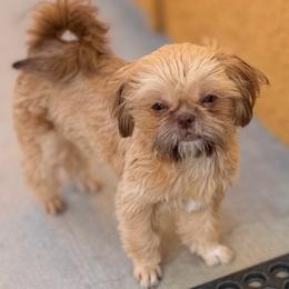 Brandy - Red female Shih Tzu puppy in Victorville, California from RUMBLE n TUMBLE