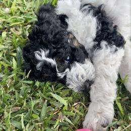 Sapphire - Black tri-color female Aussiedoodle puppy in Waelder, Texas from Aussiedoodles of Austin