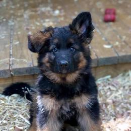 German Shepherd Puppies from Tabor Springs GSD