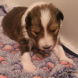 Sparkle - Sable merle and white female Shetland Sheepdog puppy in Waynesville, Georgia from Hawks Acres Shelties