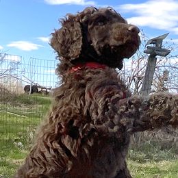 Scout, girl 4 red - Brown Poodle puppy in Madison, Wisconsin from KB Standard Poodles