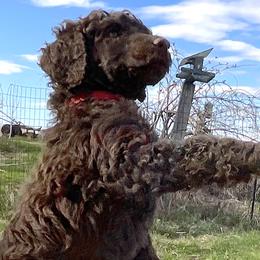 Scout, girl 4 red - Brown Poodle puppy in Madison, Wisconsin from KB Standard Poodles