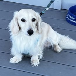 Scout - Dachshund